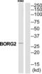 CDC42 Effector Protein 3 antibody, abx014329, Abbexa, Western Blot image 