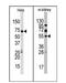 Jumonji Domain Containing 4 antibody, AP11045PU-N, Origene, Western Blot image 