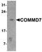 COMM Domain Containing 7 antibody, LS-B10143, Lifespan Biosciences, Western Blot image 