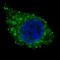 RAD9 Checkpoint Clamp Component A antibody, orb48518, Biorbyt, Immunofluorescence image 