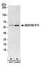 hMOF antibody, A300-994A, Bethyl Labs, Western Blot image 