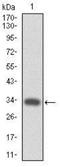 MPL Proto-Oncogene, Thrombopoietin Receptor antibody, NBP2-37529, Novus Biologicals, Western Blot image 