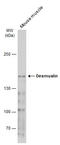 Synemin antibody, GTX134124, GeneTex, Western Blot image 