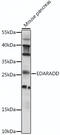 EDAR Associated Death Domain antibody, 16-339, ProSci, Western Blot image 