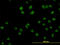 TOP1 Binding Arginine/Serine Rich Protein antibody, LS-B4493, Lifespan Biosciences, Immunofluorescence image 