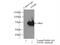 Transforming Growth Factor Beta Induced antibody, 60007-1-Ig, Proteintech Group, Immunoprecipitation image 
