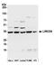 Leucine Rich Repeat Containing 59 antibody, A305-076A, Bethyl Labs, Western Blot image 