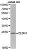 Claudin 1 antibody, LS-C192947, Lifespan Biosciences, Western Blot image 