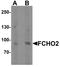 FCH Domain Only 2 antibody, TA326623, Origene, Western Blot image 