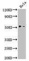 DAX1 antibody, CSB-PA016041LA01HU, Cusabio, Western Blot image 