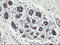 MIC10 antibody, LS-C787364, Lifespan Biosciences, Immunohistochemistry frozen image 