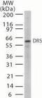 Death receptor 5 antibody, TA336432, Origene, Western Blot image 