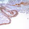 Hyaluronate receptor antibody, TA327640, Origene, Immunohistochemistry frozen image 