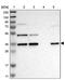 ERGIC And Golgi 3 antibody, PA5-53401, Invitrogen Antibodies, Western Blot image 
