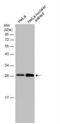 Exosome complex exonuclease RRP46 antibody, NBP2-14952, Novus Biologicals, Western Blot image 