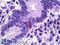 PPY antibody, LS-B5911, Lifespan Biosciences, Immunohistochemistry paraffin image 