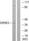 Olfactory Receptor Family 5 Subfamily K Member 3 antibody, LS-C120894, Lifespan Biosciences, Western Blot image 