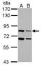 Large subunit GTPase 1 homolog antibody, PA5-32097, Invitrogen Antibodies, Western Blot image 
