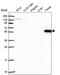 Rho GTPase Activating Protein 27 antibody, PA5-65759, Invitrogen Antibodies, Western Blot image 
