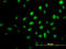 E3 ubiquitin-protein ligase TRIM36 antibody, LS-C133774, Lifespan Biosciences, Immunofluorescence image 