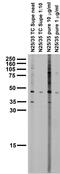 Potassium Voltage-Gated Channel Subfamily J Member 4 antibody, 73-069, Antibodies Incorporated, Western Blot image 