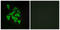 Relaxin-3 receptor 2 antibody, LS-C120602, Lifespan Biosciences, Immunofluorescence image 