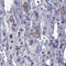 Myosin XVA antibody, HPA078501, Atlas Antibodies, Immunohistochemistry frozen image 