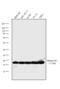 Histone H3 antibody, MA5-15150, Invitrogen Antibodies, Western Blot image 