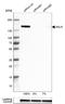 Anillin antibody, NBP2-33857, Novus Biologicals, Western Blot image 