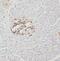 Parathyroid Hormone 2 Receptor antibody, FNab06921, FineTest, Immunohistochemistry paraffin image 