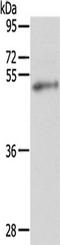 FOXP3 antibody, TA321829, Origene, Western Blot image 