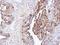 Dynactin Subunit 1 antibody, PA5-21289, Invitrogen Antibodies, Immunohistochemistry frozen image 
