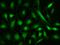 NCOR1 antibody, 202685-T02, Sino Biological, Immunohistochemistry frozen image 