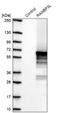 RAN Binding Protein 3 Like antibody, NBP2-38929, Novus Biologicals, Western Blot image 