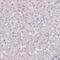 SAGA-associated factor 29 homolog antibody, PA5-62644, Invitrogen Antibodies, Immunohistochemistry frozen image 