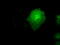 Serine/threonine-protein kinase Nek6 antibody, TA500529, Origene, Immunofluorescence image 