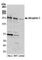 Atrophin-1 antibody, A300-753A, Bethyl Labs, Western Blot image 