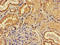 Acid Phosphatase 6, Lysophosphatidic antibody, LS-C672960, Lifespan Biosciences, Immunohistochemistry paraffin image 