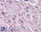 Endothelin Receptor Type A antibody, LS-A4072, Lifespan Biosciences, Immunohistochemistry frozen image 