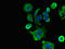 USP18 antibody, LS-C679953, Lifespan Biosciences, Immunofluorescence image 