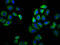 Sodium-dependent neutral amino acid transporter B(0)AT1 antibody, LS-C681386, Lifespan Biosciences, Immunofluorescence image 