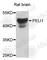 Pellino-1 antibody, A8240, ABclonal Technology, Western Blot image 