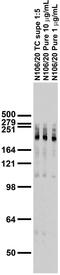 Ankyrin-3 antibody, 75-187, Antibodies Incorporated, Western Blot image 