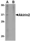 Akirin-2 antibody, MBS151212, MyBioSource, Western Blot image 