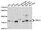 Leucine Rich Repeat Containing 4 antibody, A07447, Boster Biological Technology, Western Blot image 