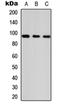 Ankyrin Repeat Domain 20 Family Member A1 antibody, orb234758, Biorbyt, Western Blot image 