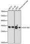 Eukaryotic Translation Elongation Factor 1 Beta 2 antibody, GTX33169, GeneTex, Western Blot image 