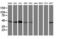Serpin Family B Member 6 antibody, LS-C173776, Lifespan Biosciences, Western Blot image 