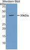 Apolipoprotein C-I antibody, LS-C292901, Lifespan Biosciences, Western Blot image 