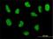 DNA Polymerase Delta 3, Accessory Subunit antibody, H00010714-M01, Novus Biologicals, Immunocytochemistry image 